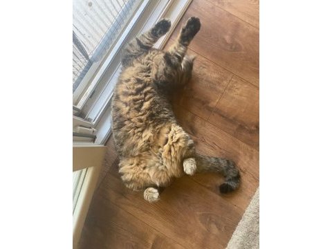 Ücretsiz sahiplendirme british shorthair
