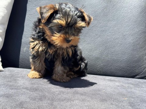 Show kaite tea cup yorkshire terrier yavrumuz