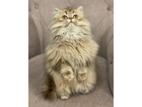 British longhair 4 aylık kedisi
