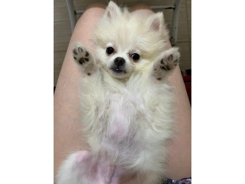 Çok şirin ve çok tatlı pomeranian