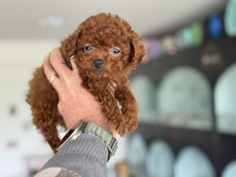 Wc eğitimlli 4 aylık dişi 700 gr tea cup kore poodle
