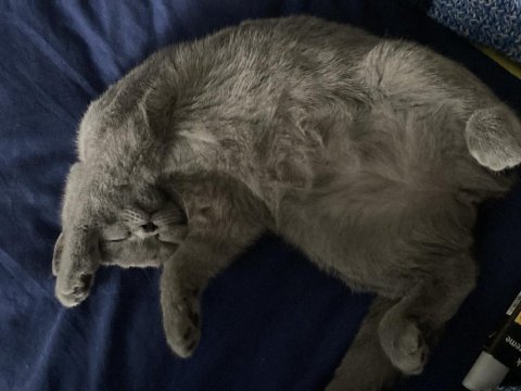 British shorthair kedime arkadaş arıyorum