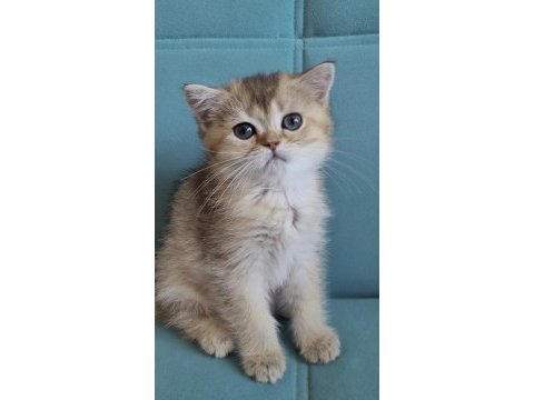 Golden british shorthair yavrular