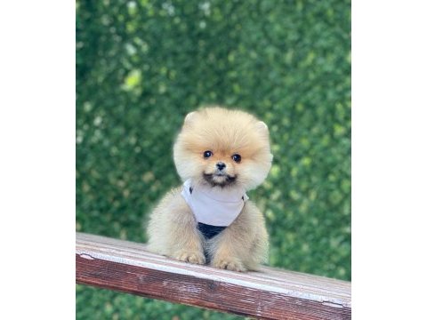 Pomeranian boo köpeği