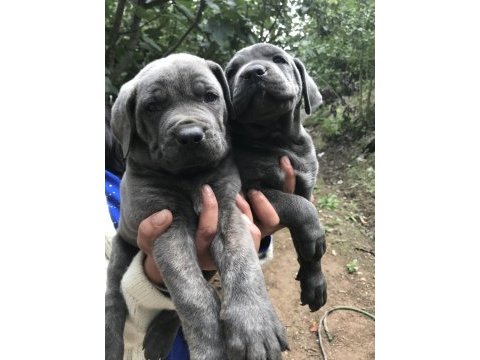 Blue dev gibi cane corso yavrularımız