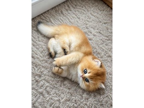 Zarafetin adı golden british longhair