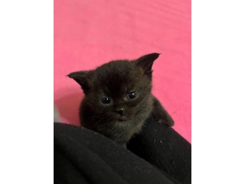 Kalan 4 british shorthair yavrumuzu sahiplendiriyoruz