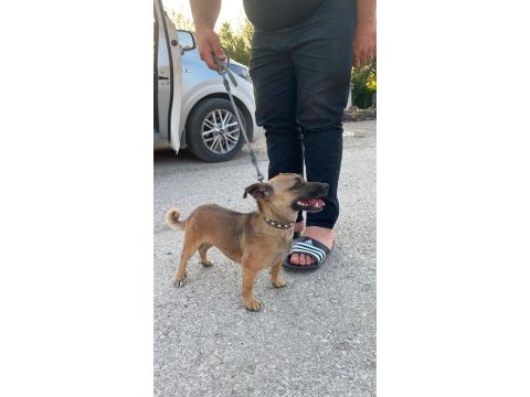 Sosis süs köpeği