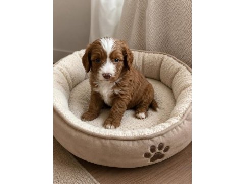 Küçük poodle yakışıklılar