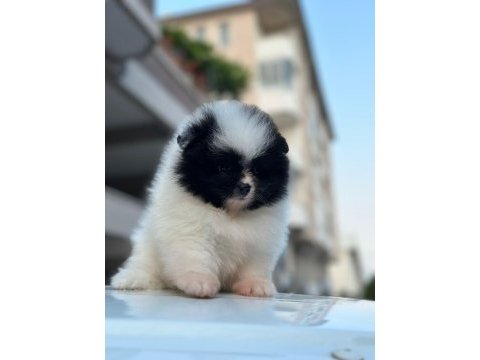 Show kalite pomeranian boo yavrularımız