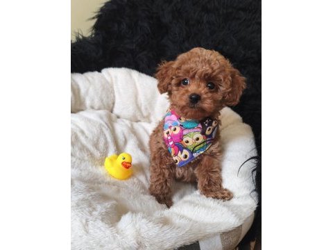 Yakışıklı poodle prens