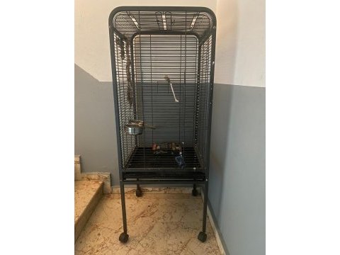 Büyük papağan kafesi