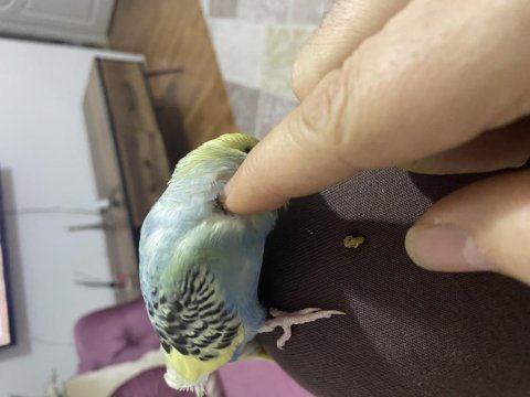 Güzel bir yavru muhabbet kuşu