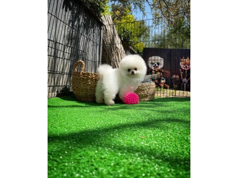 Safkan pomeranian boo