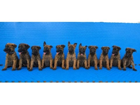 Şecereli belçika malinois yavruları