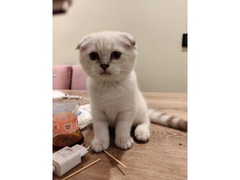 Kırık kulak scottish fold şekerler