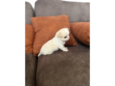 Micro boy anotomi harikası tr de eşsiz kalite dişi şivava