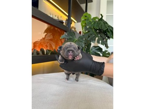 Rengarenk french bulldog yavrularım rezerveye açık