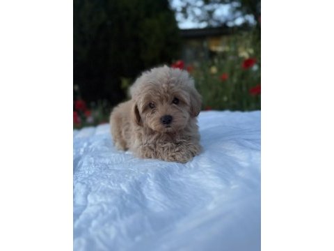 Kaliteli maltipoo yavrularımız 0 boy