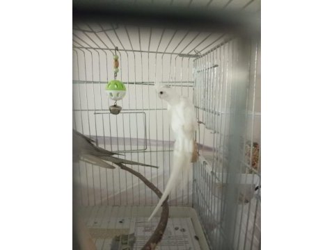 Uygun sultan papağanı albino grey