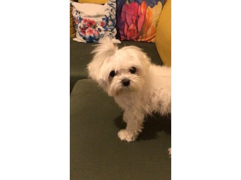 Orjinal kore maltese terrier