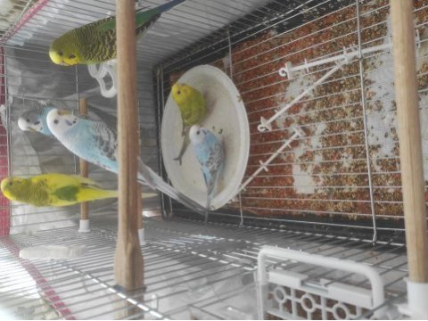 Kendi çıkım muhabbet kuşu yavrulardır