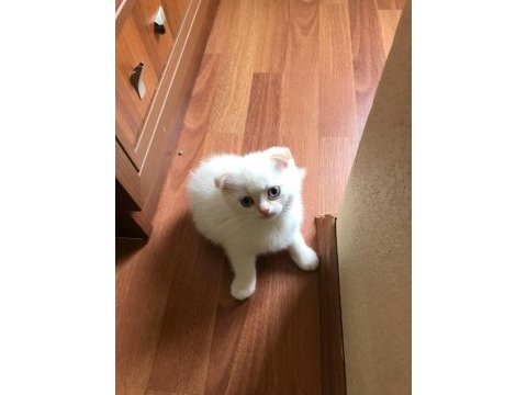 Sarışın yakışıklı bir scottish fold red point