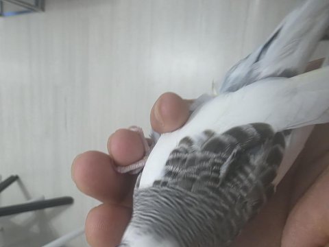 1 aylık muhabbet kuşu