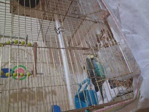 Dişi erkek takım muhabbet kuşu