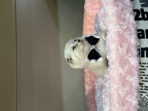 Scottish fold blue point bebekler