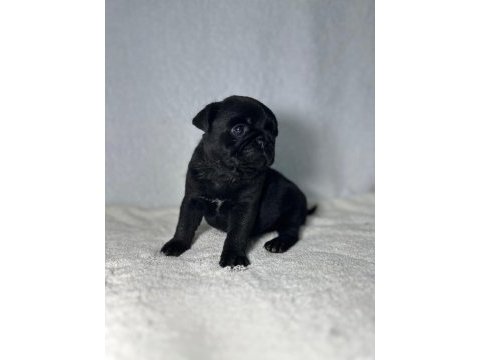 Pug mops bebekler