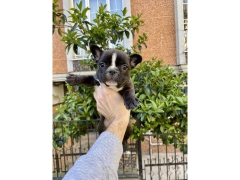 Birbirinden sevimli ve oyuncu french bulldog yavrularımız