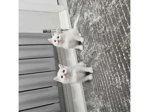 Aile sıcaklığında büyüyen scottish fold british yavrular