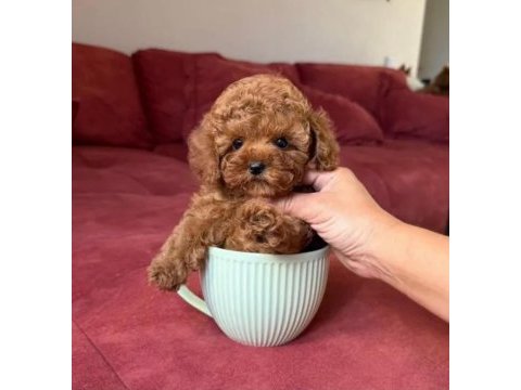 Toy poodle garantili bebekler