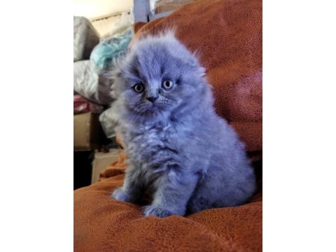 Muhteşem güzellikte scottish fold yavrularımız