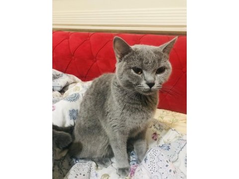 Sahiplendirme british shorthair