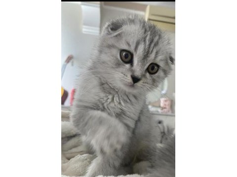 7 aylık scottish fold