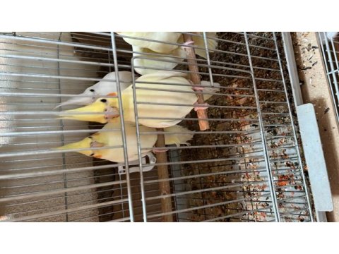 Lutino albino dişi