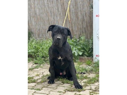 Cane corso üst kalite
