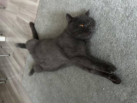 Sahiplendirme british shorthair