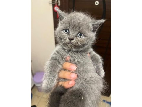 Safkan british shorthair