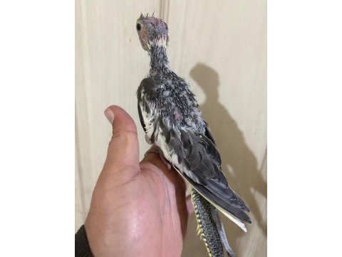 37 günlük konuşturmalık grey bebek sultan papağanı
