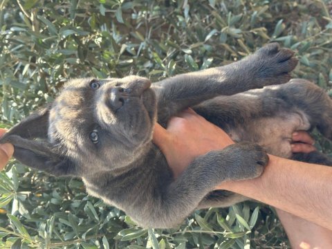 Dev a kalite blue cane corso yavru