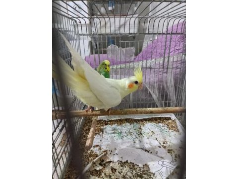 Yavru ve damızlık sultan papağanı