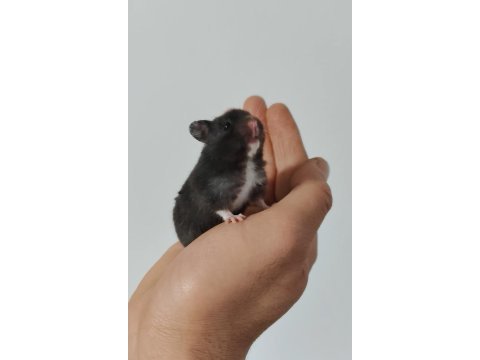 Suriye hamster bebekler