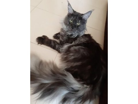 Orjinal saf kan full secereli parmak main coon