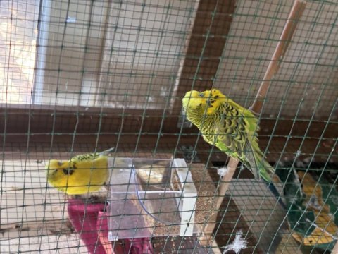 Jumbo çift kafesle beraber muhabbet kuşlar