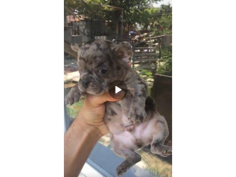 Tombik french bulldog merleler yuvadan uçmaya hazır