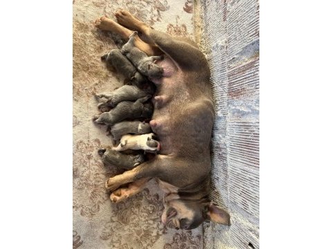 A kalite lilactan french bulldog dişi
