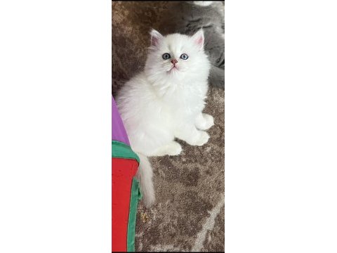 2 aylık british longhair yavrular